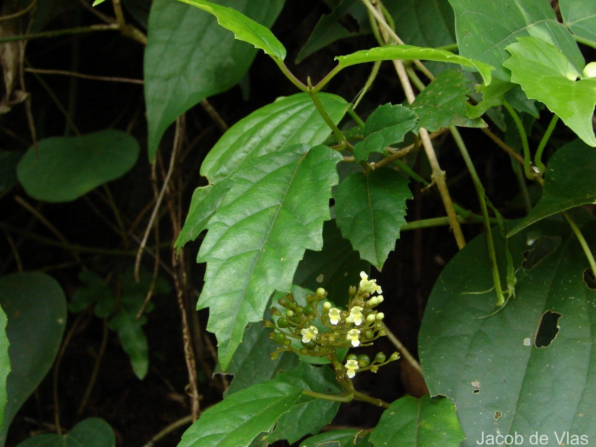 Premna procumbens Moon